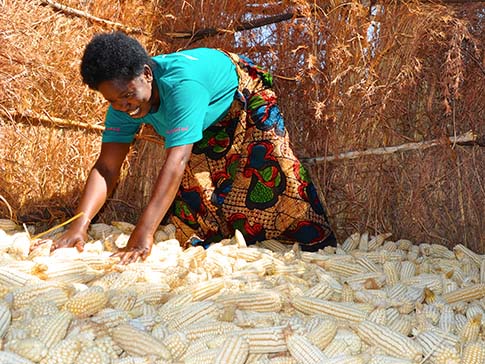 Climate-smart agriculture expert Annie with her maize harvest.