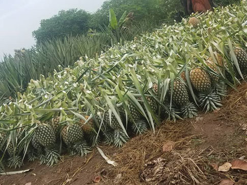 Eva's pineapple harvest
