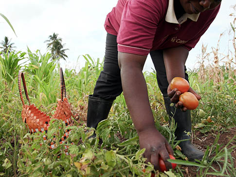 Mwanaisha picking tomatoes